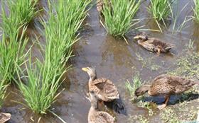 田んぼとアイガモ