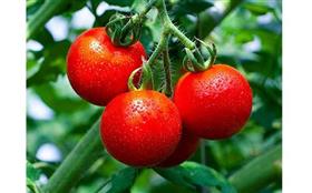 トマトの生っている様子