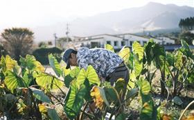 野菜収穫中の写真