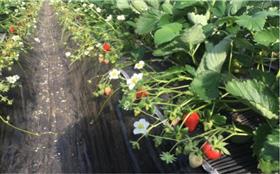 いちごの栽培風景