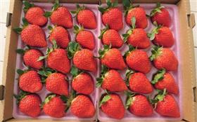 いちごたくさん