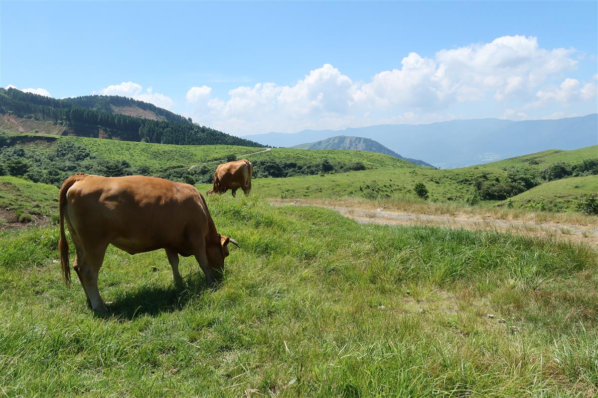 草原風景とあか牛